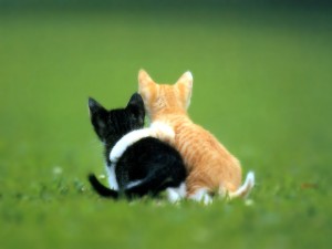 Cat Kitten Friendship