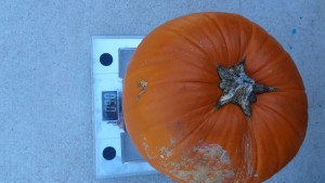 http://alphabetobsessed.com/tag/dissecting-pumpkins/